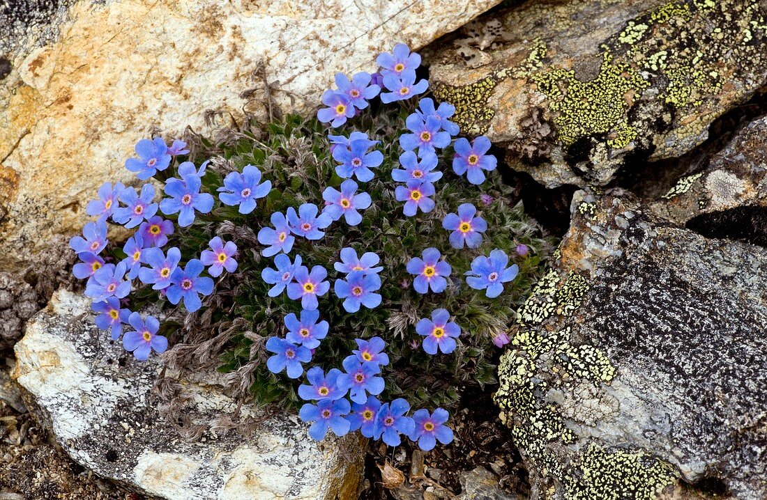 King-of-the-Alps (Eritrichium nanum)