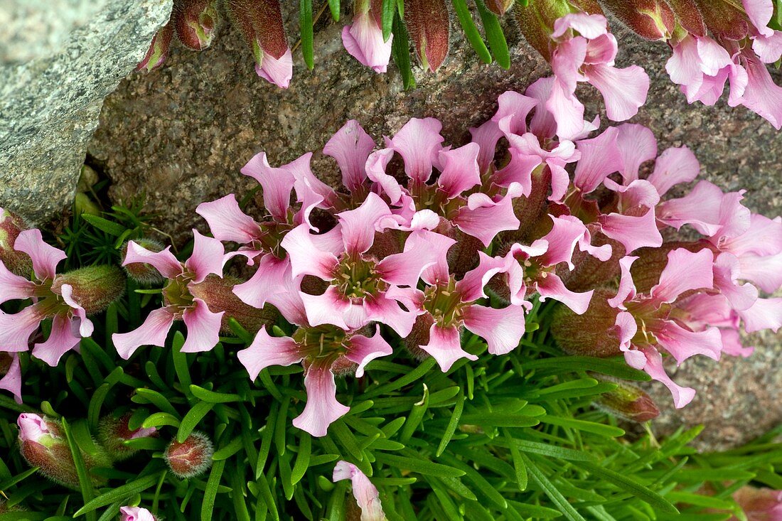 Dwarf Soapwort (Saponaria pumilio)