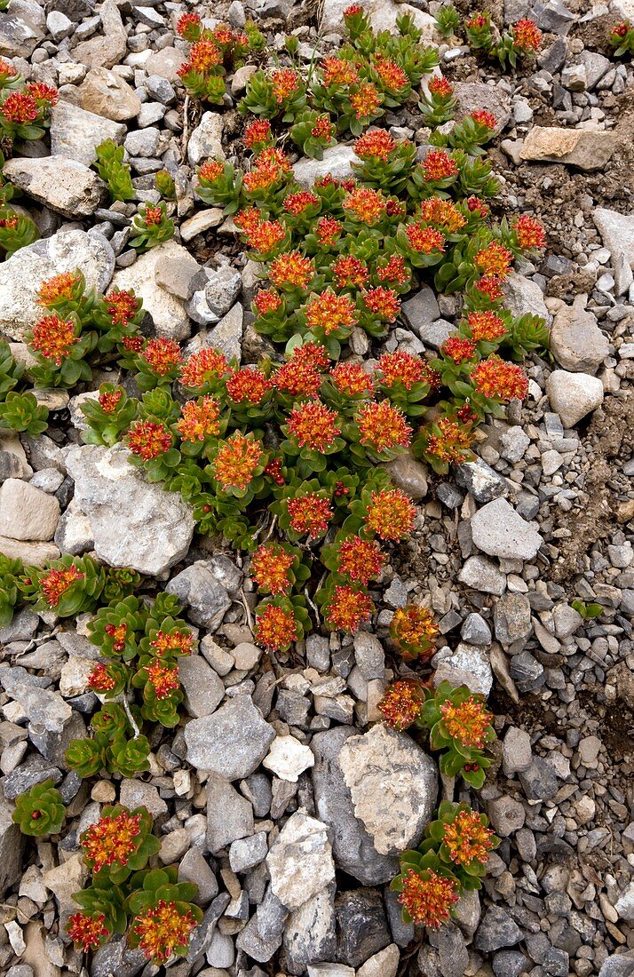 Sedum integrifolium syn Sedum roseum