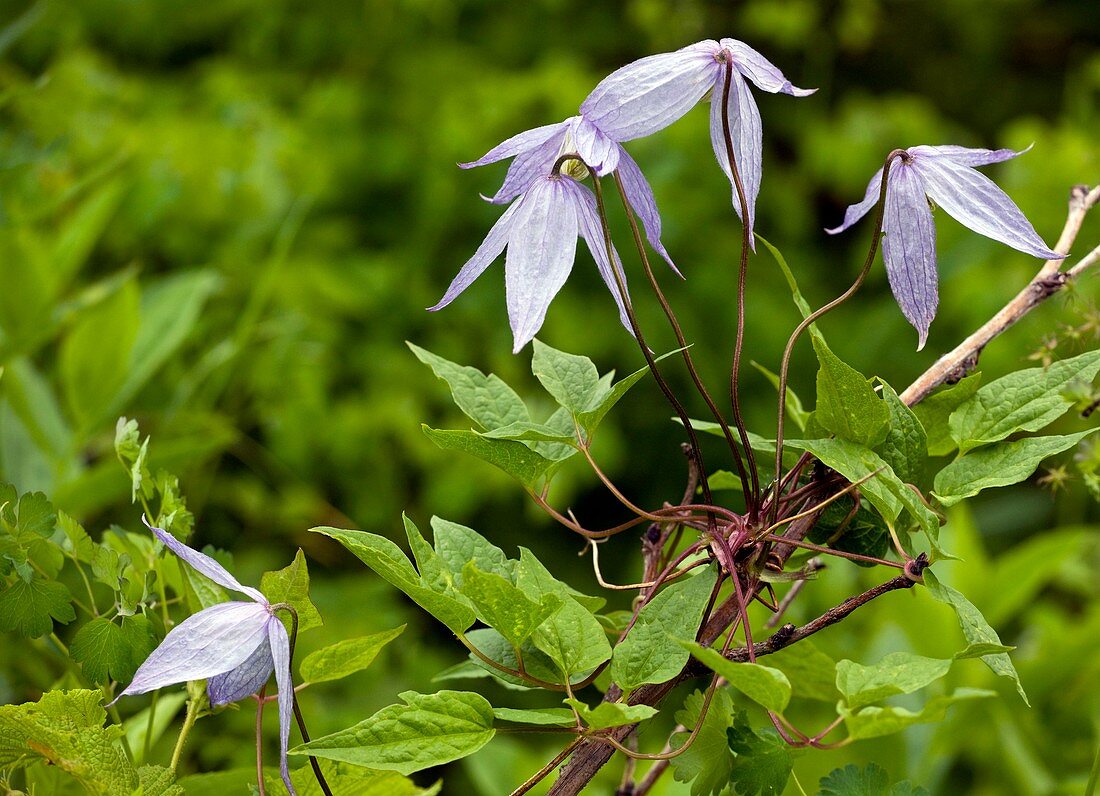 Clematis occidentalis