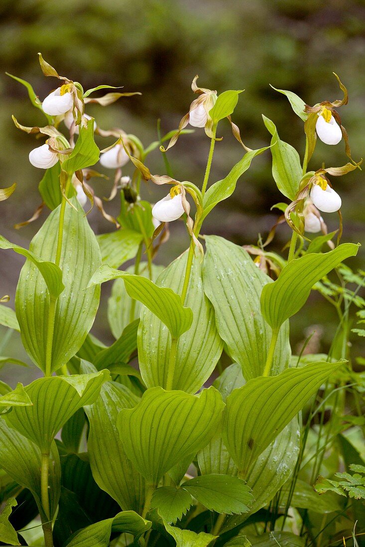 Cypripedium montanum