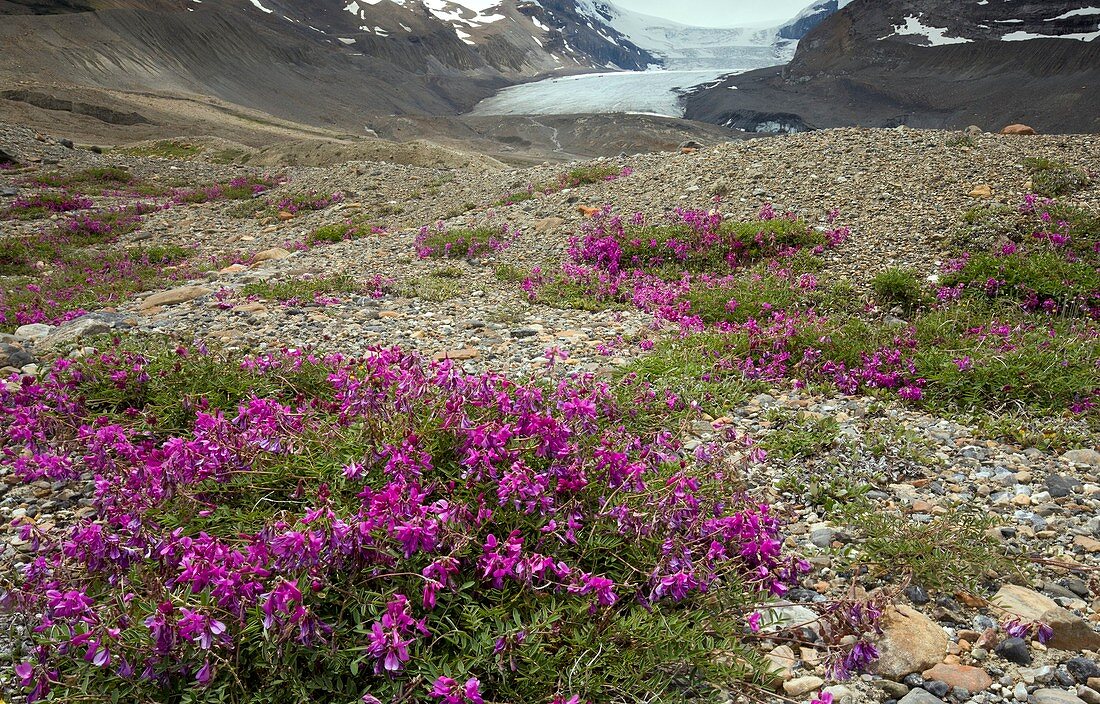 Northern Sweet Vetch (Hedysarum boreale)