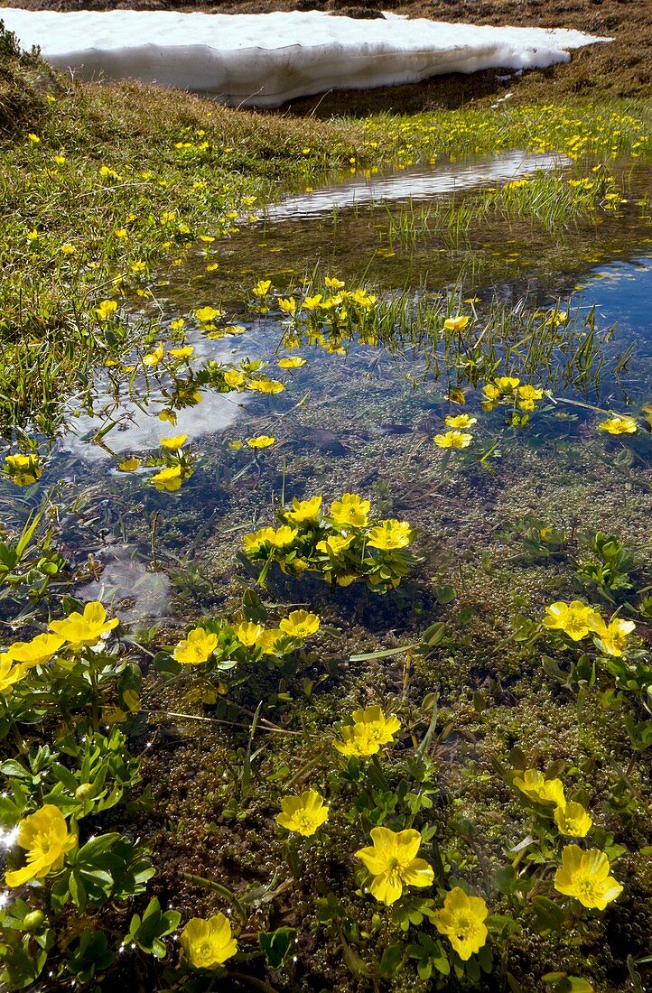 Mountain Buttercup (Ranunculus insignis)