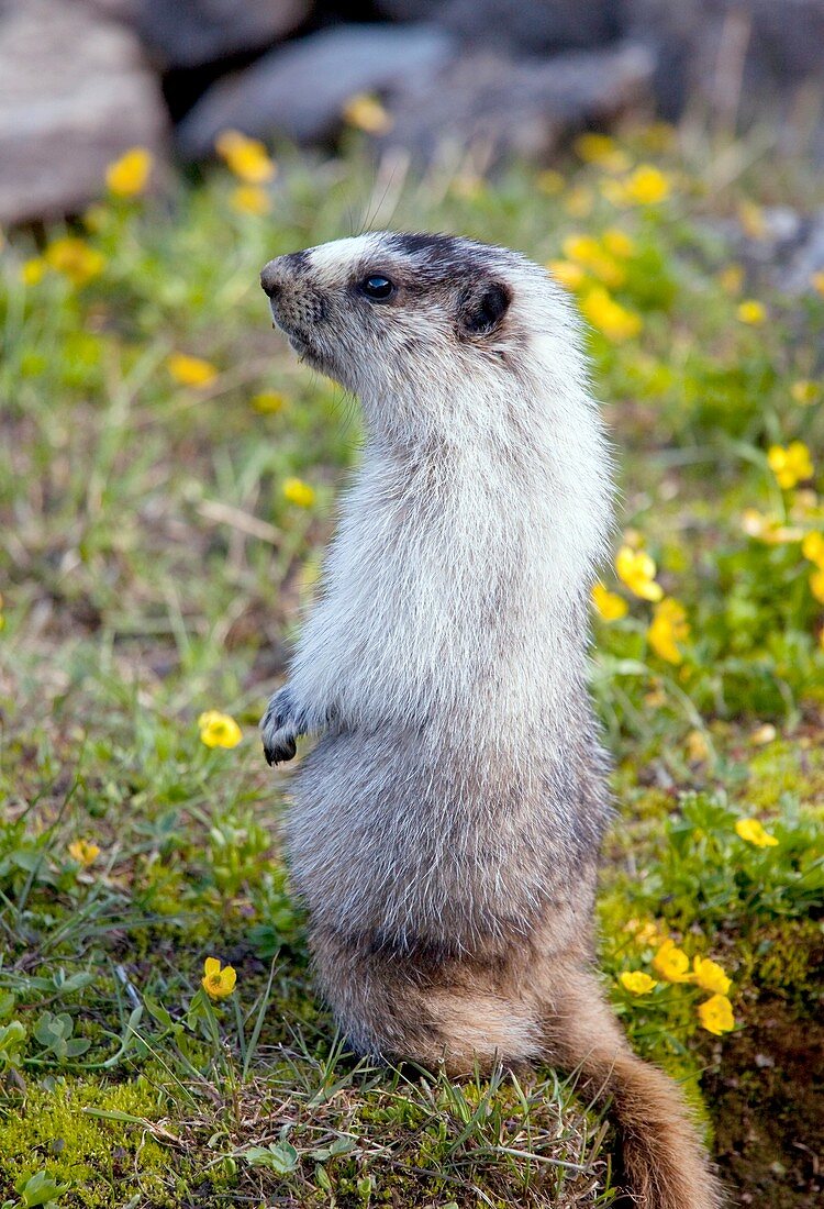 Hoary marmots