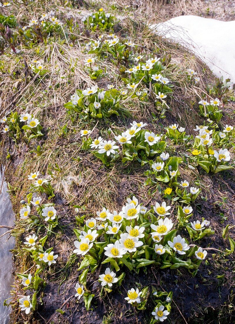 Caltha leptosepala