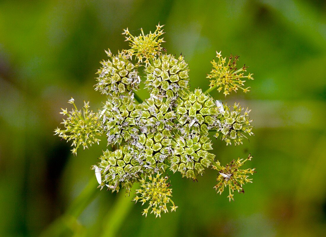 Oenanthe pimpinelloides