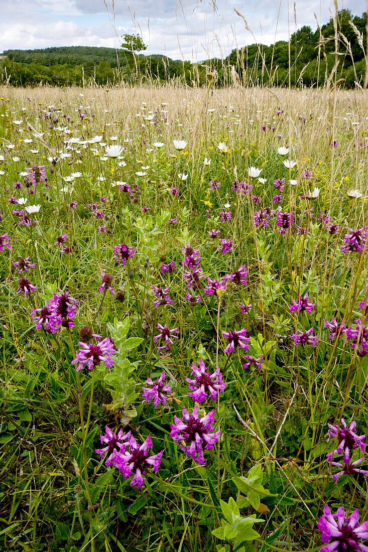 Wildflower meadow,Dorset