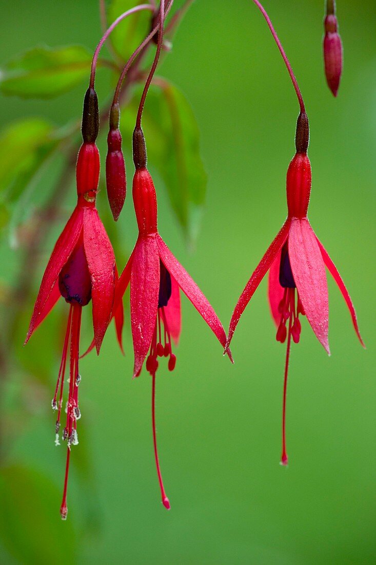 Fuchsia magellanica