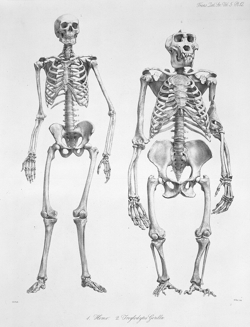 Human and gorilla skeletons,artwork