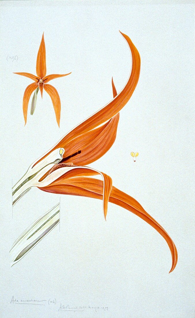 Red-orange ada (Ada aurantiaca),artwork