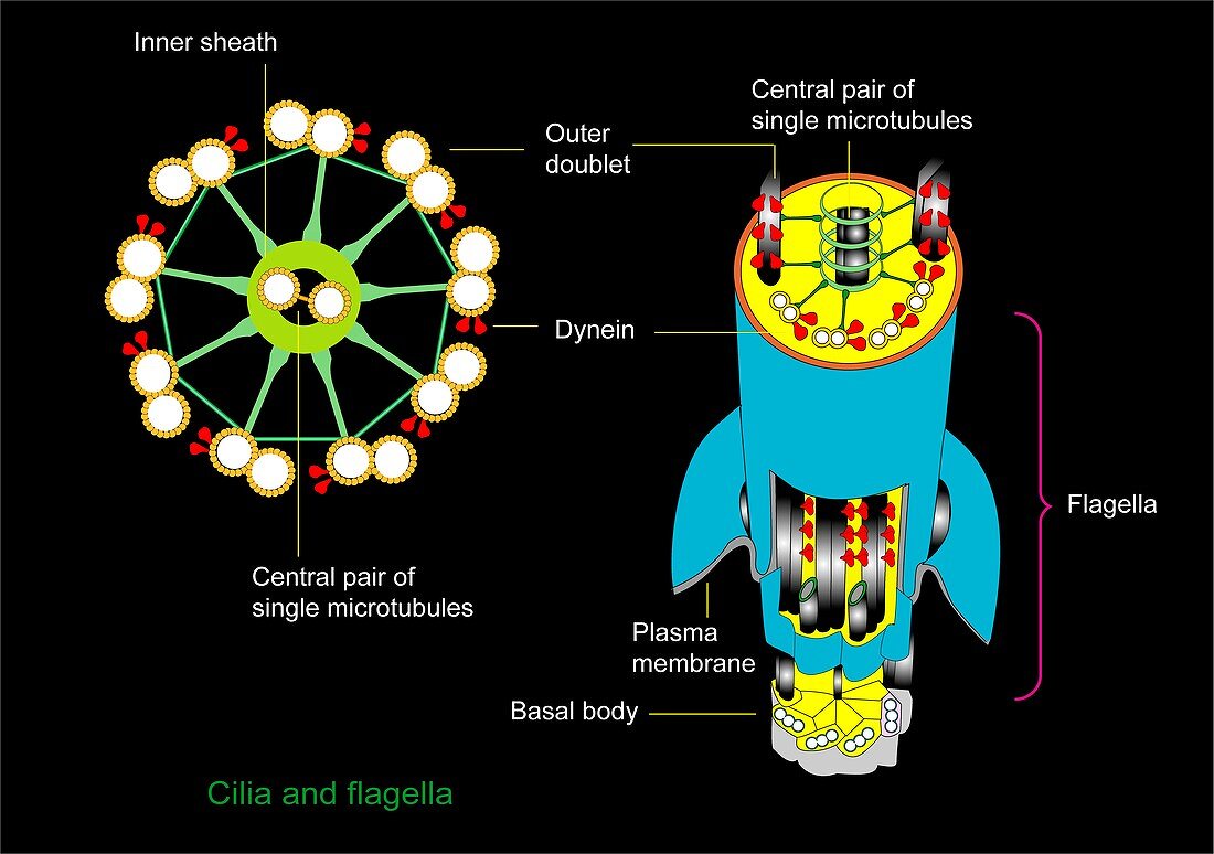 Cilium and flagellum structure,artwork