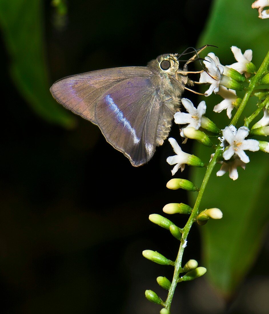 Common banded awl butterfly