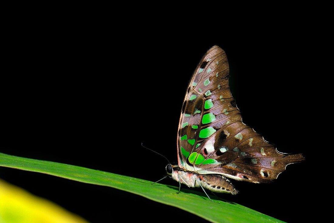 Tailed jay butterfly