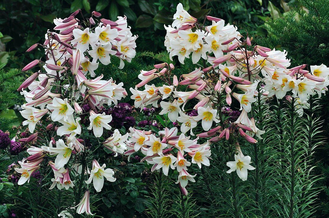 Regal lily (Lilium regale)