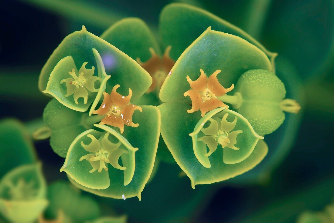 Portland spurge (Euphorbia exigua)