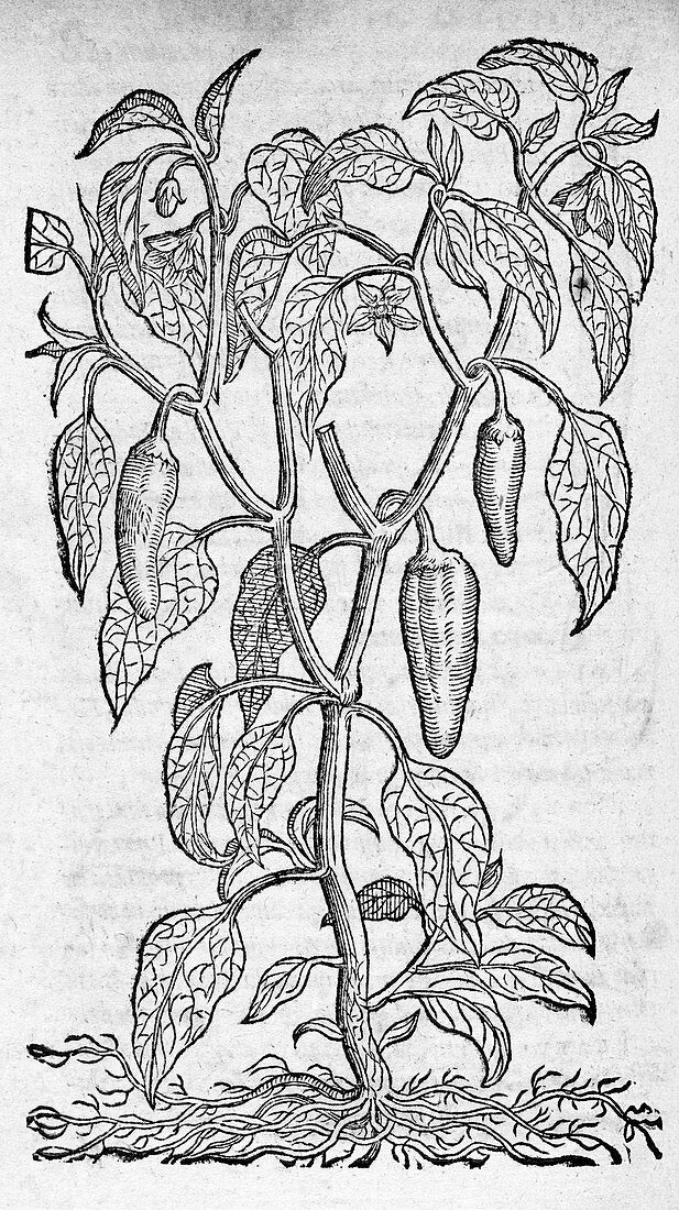 Woodcut of a sweet pepper plant