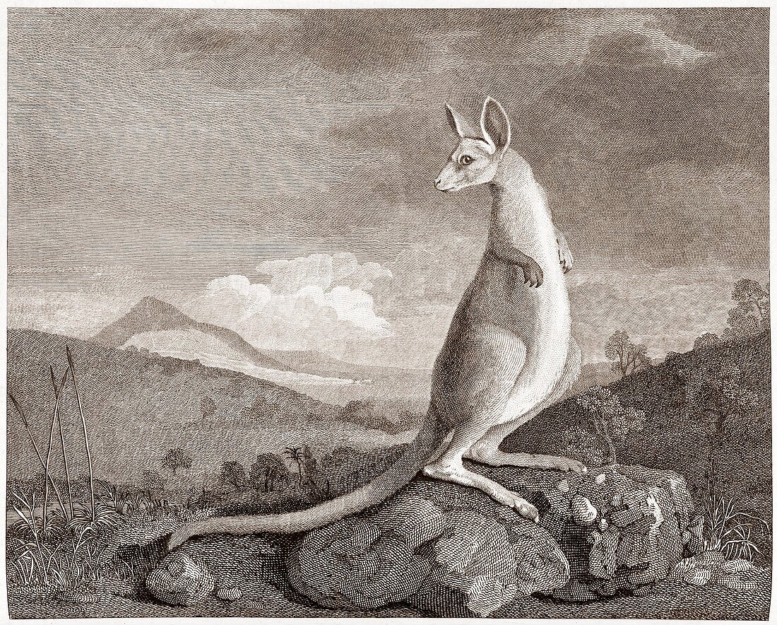 Kangaroo,18th century plate