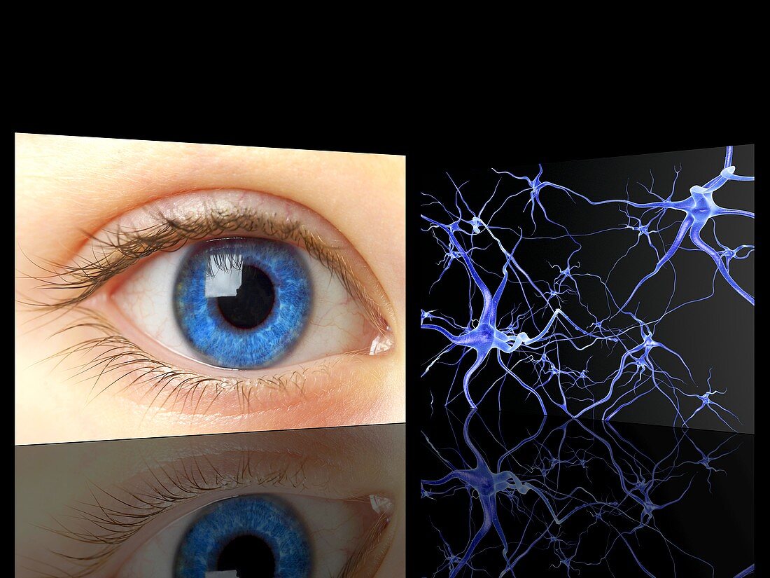 Mirror neurons,conceptual image