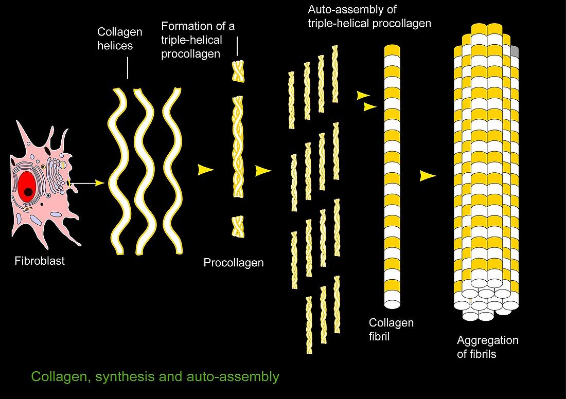 Collagen synthesis and assembly,artwork