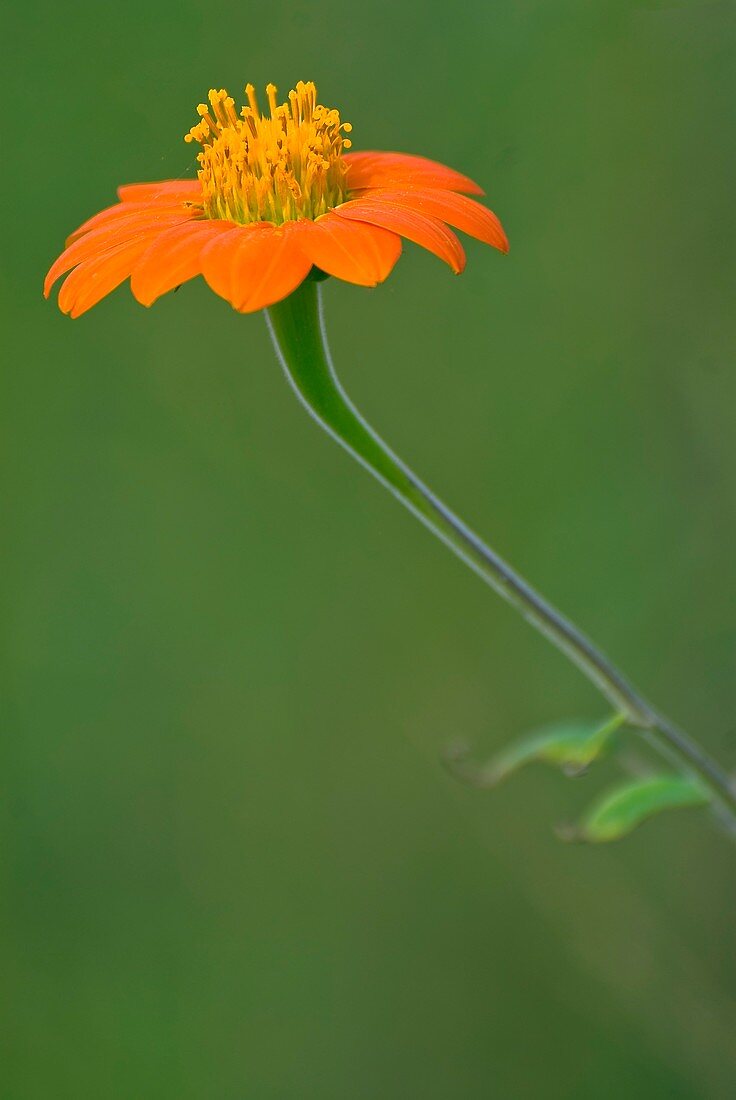 Orange flower