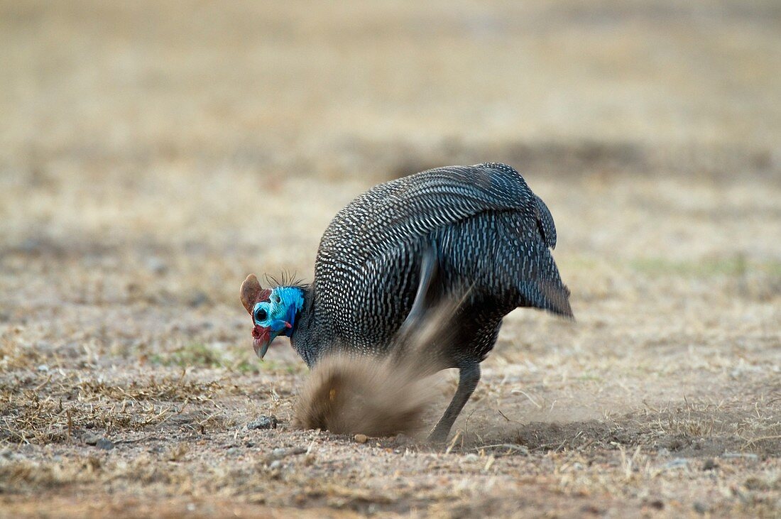 Helmeted guineafowl scratching in dirt