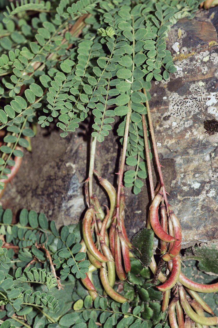 False Vetch (Astragalus monspessulanus)