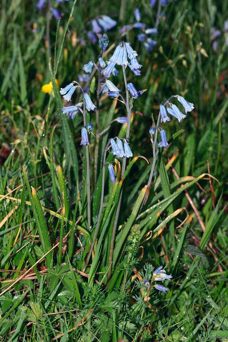 Brimeura amethystina