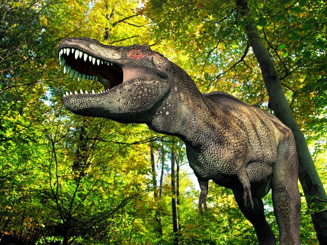 Tyrannosaurus dinosaur,artwork