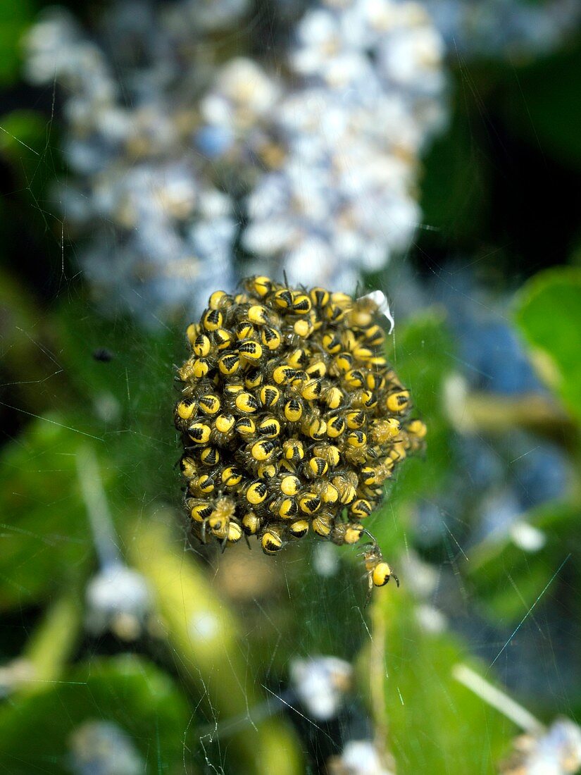 Nursery of spiderlings