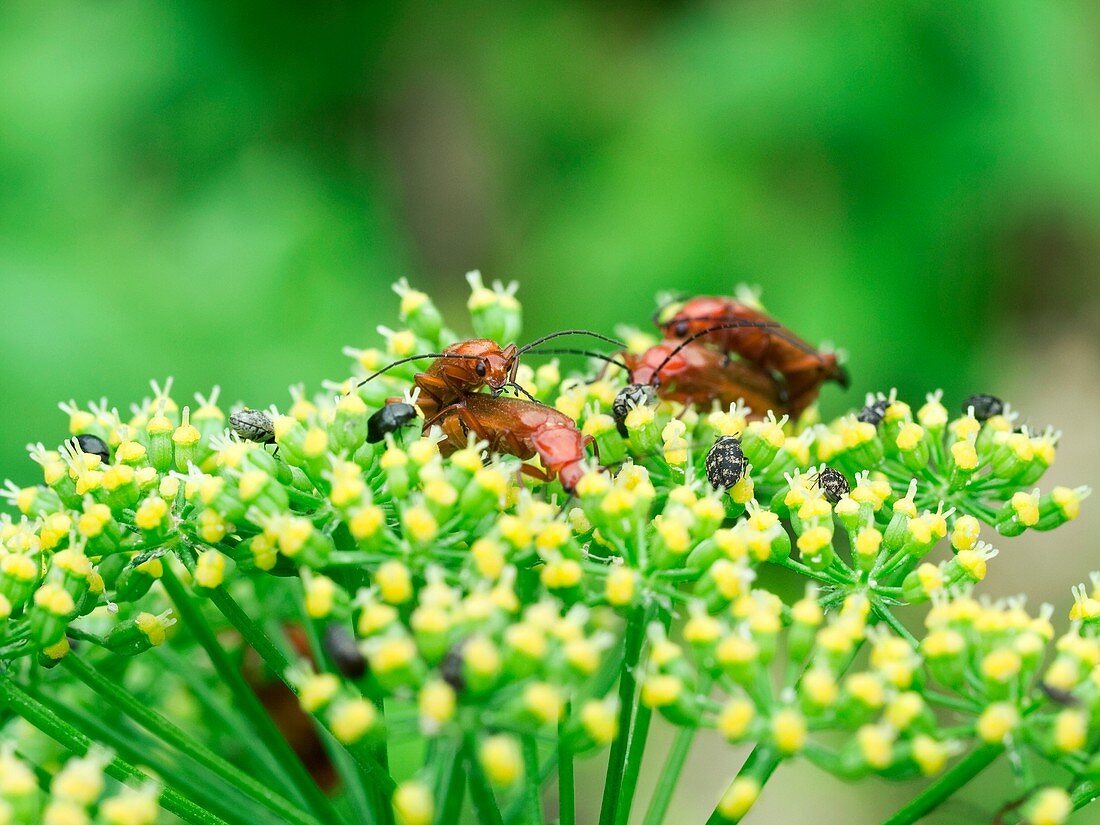 Soldier beetles mating on parsley