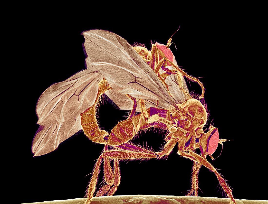 Insects mating,SEM