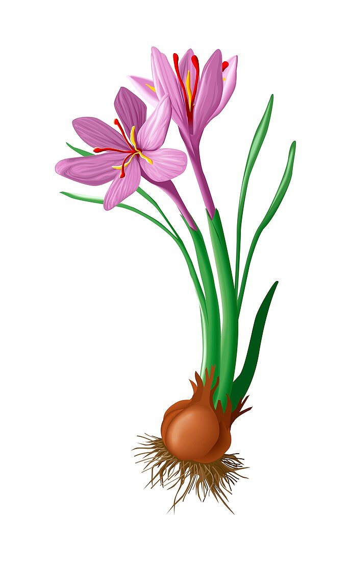 Saffron flowers and bulb