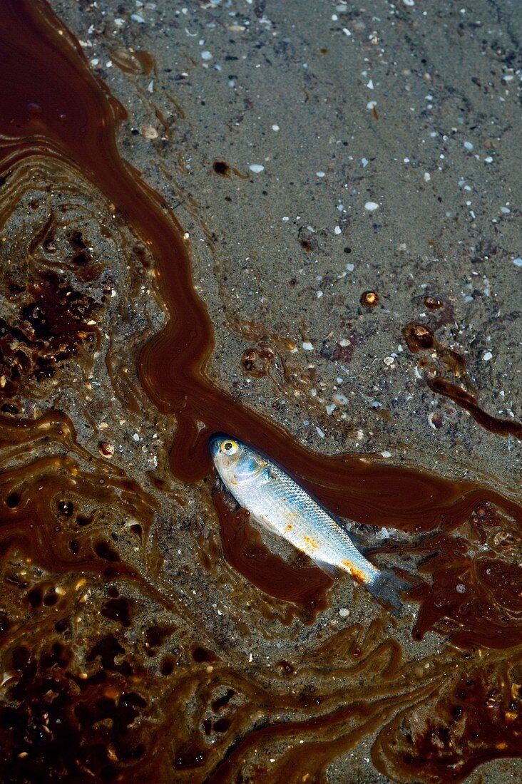 Oil poisoned minnow dying on a beach