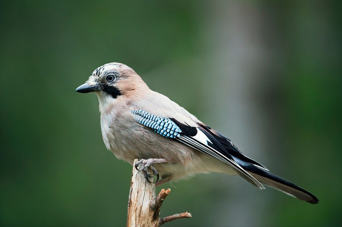 Eurasian jay