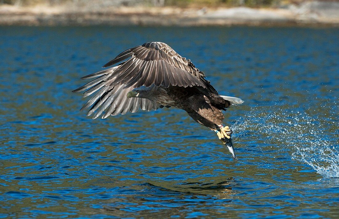 White-tailed eagle hunting