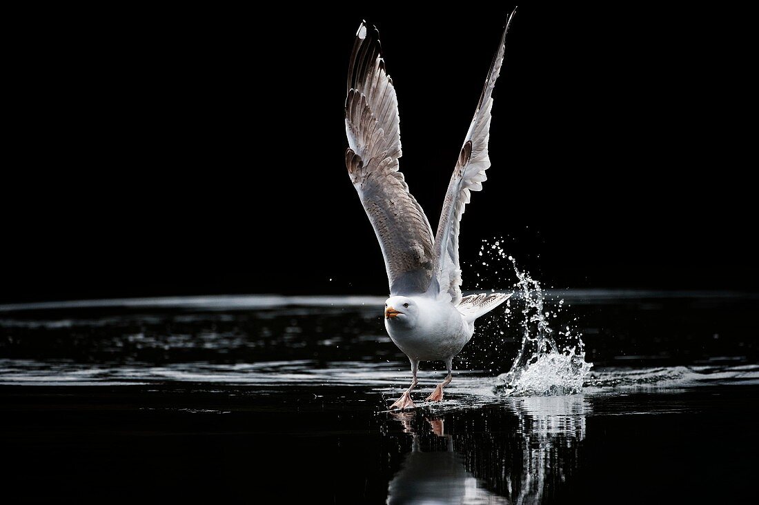 European herring gull taking off