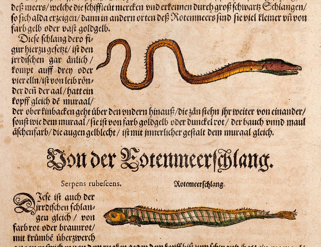 1558 Gessner Baby Sea serpent or eel