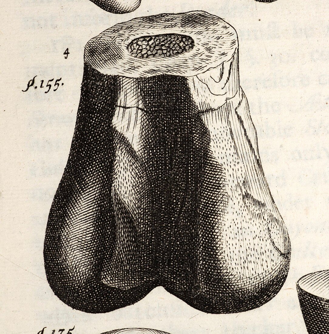 1677 First dinosaur bone by Robert Plot