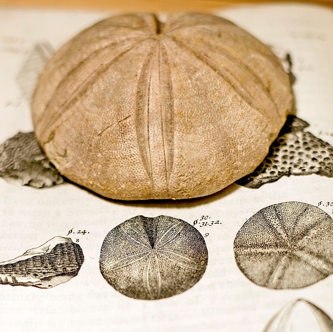 1697 Fossil sea urchin Clypheus from Plot