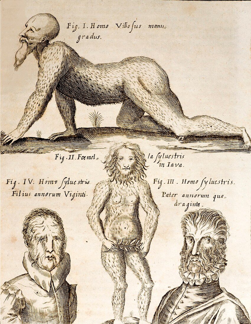 1662 Schott Orangutan,hypertrichosis
