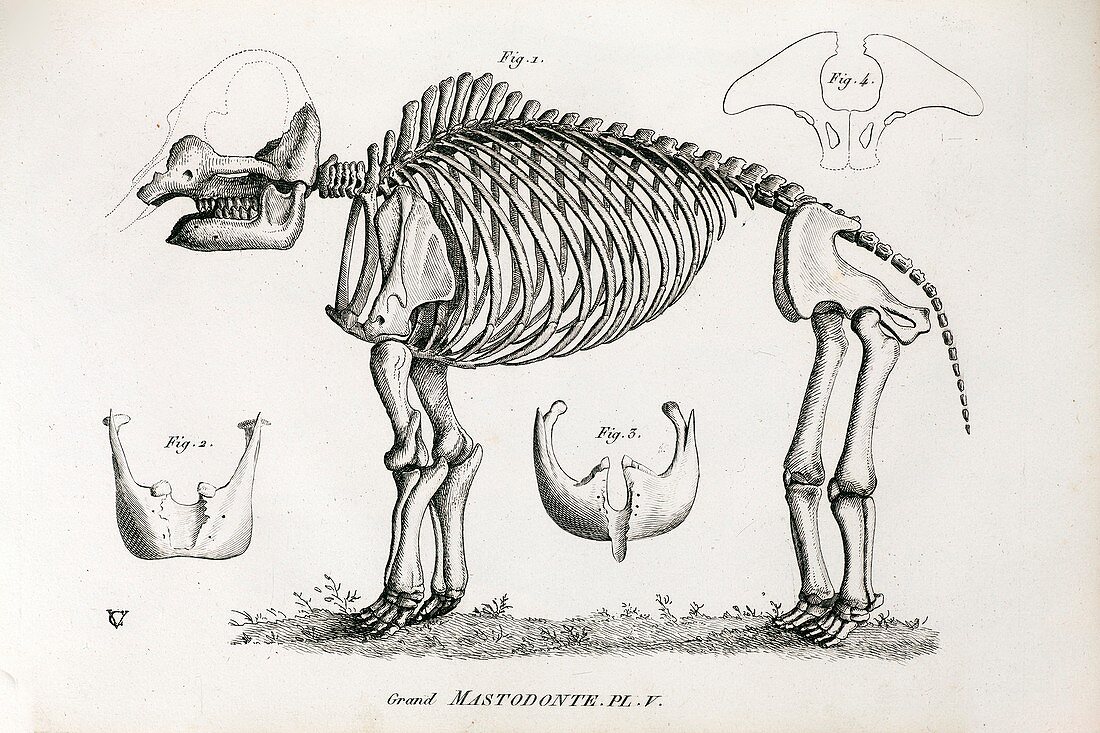 1812 American Mastodon Jefferson mammoth