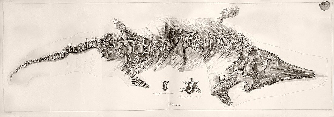Ichthyosaur skeleton engraving 1819 Home