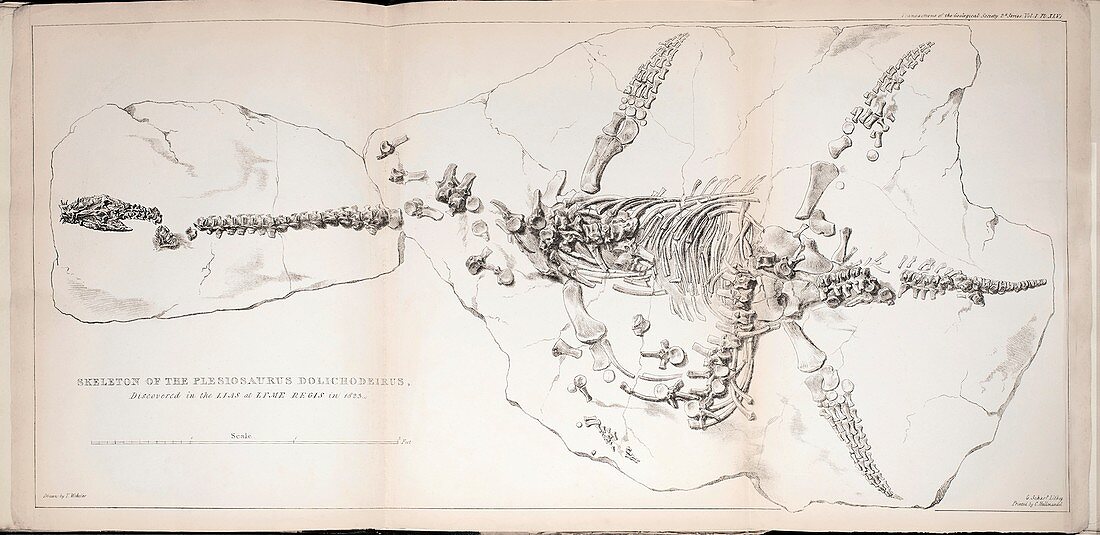 1823 First complete Plesiosaur fossil