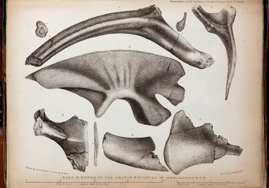 1824 Buckland's Megalosaurus first paper