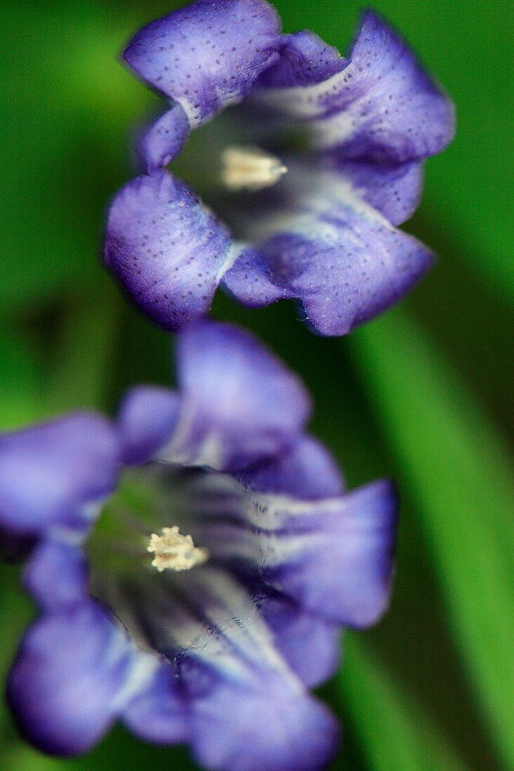 Alpine flowers