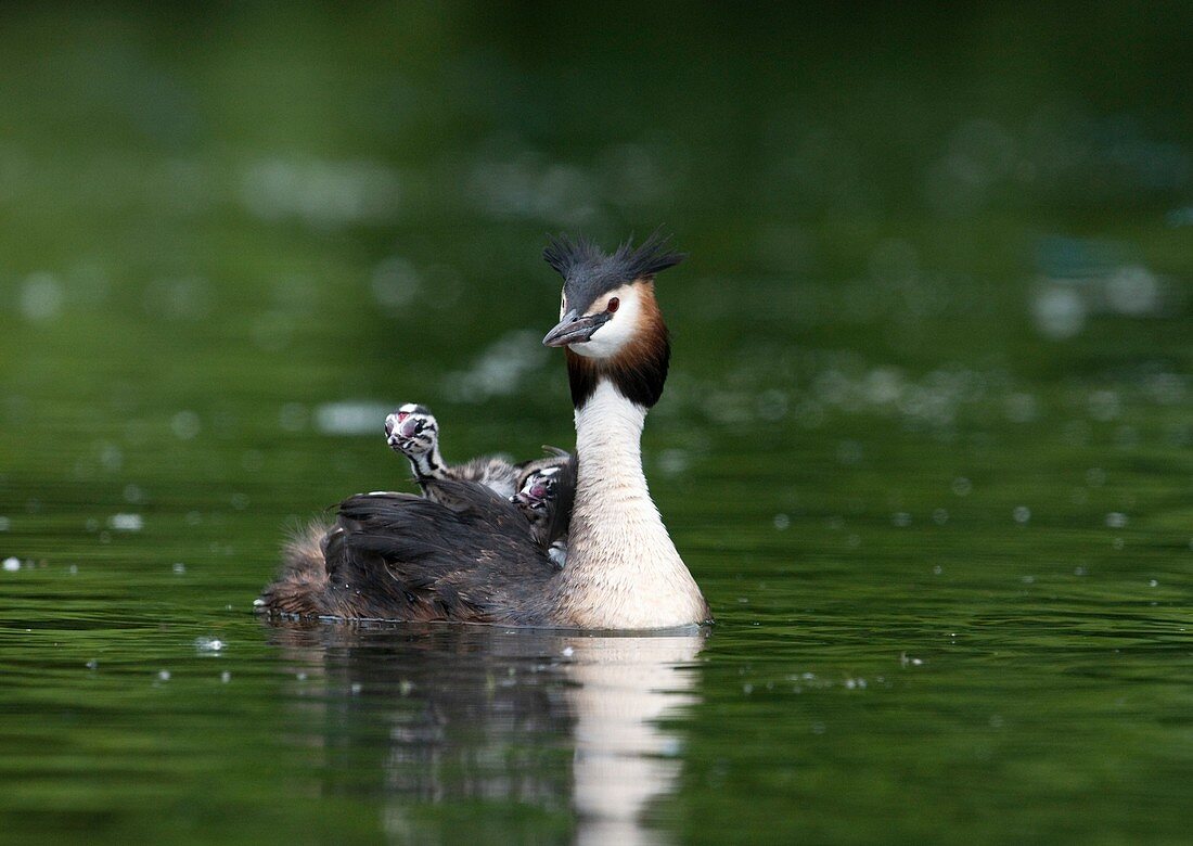 Great crested grebe carrying its chicks