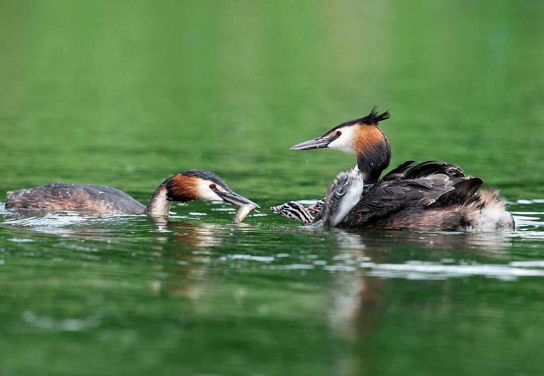 Great crested grebes feeding their chicks