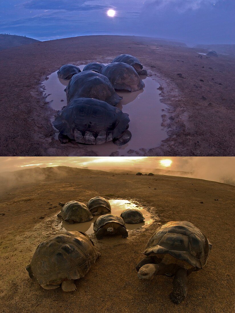 Galapagos giant tortoise thermoregulation