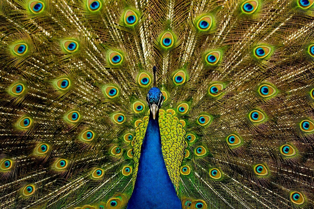Peacock Pavo cristatus displaying tail