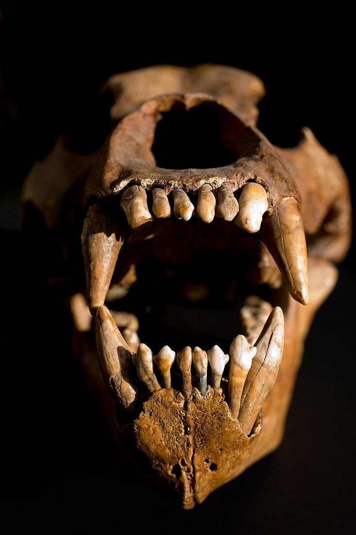Ural Cave bear skull Ursus uralensis
